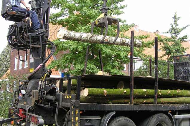afvoeren van berkenbomen in eindhoven ruimen van coniferen hovenier
